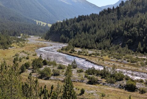 Alpine valley with a winding stream cutting through a meadow and dense pine forest, mountains in the background.