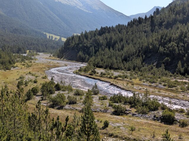 PXL_20260730_080232705 - Wasser & Morphologie Engineering Alpine valley with a winding stream cutting through a meadow and dense pine forest, mountains in the background.